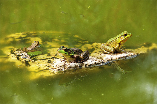 Agir pour la préservation du vivant